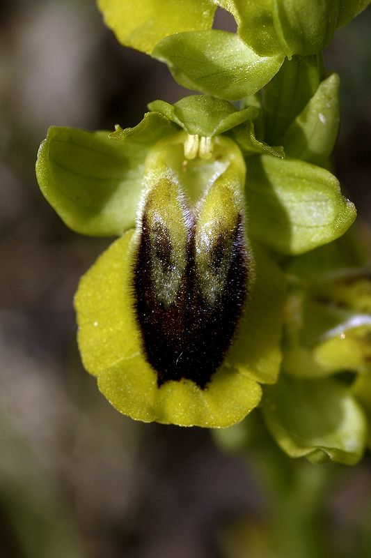 Ofride gialla (Ophrys lutea)