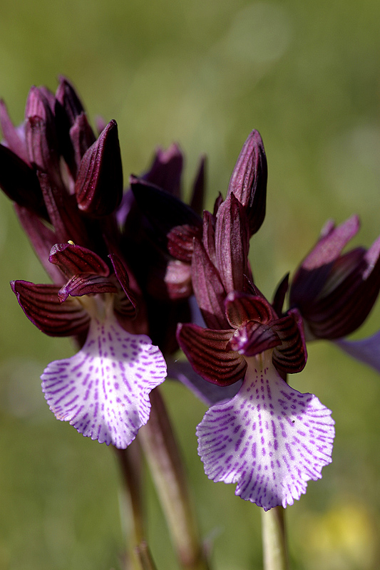 Orchide a farfalla (Orchis papilionacea)