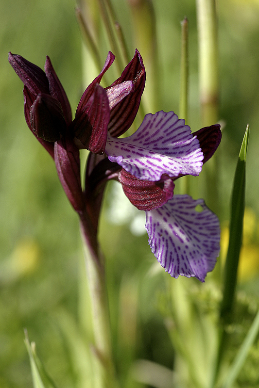 Orchide a farfalla (Orchis papilionacea)