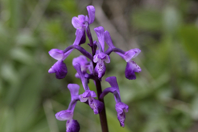 Orchide cornuta (Orchis longicornu)