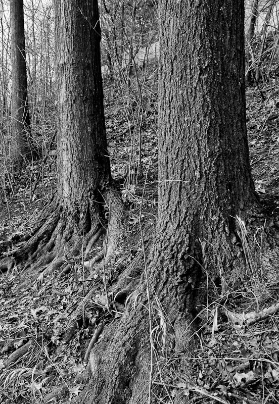 Eden Park Trunks - B&W