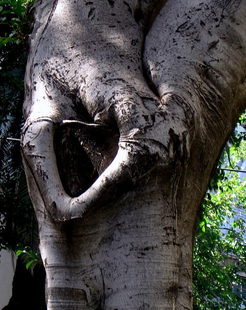 arbol con corazon