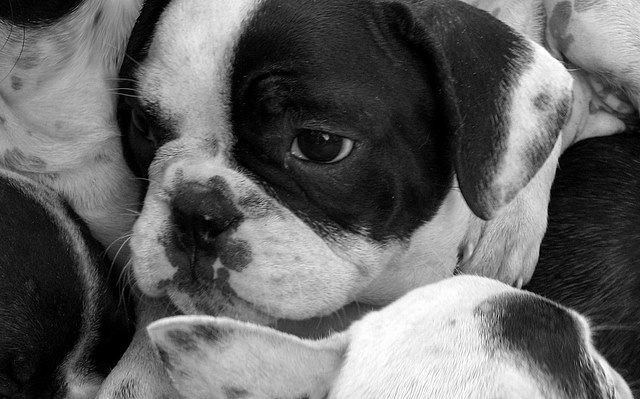 blanco y negro