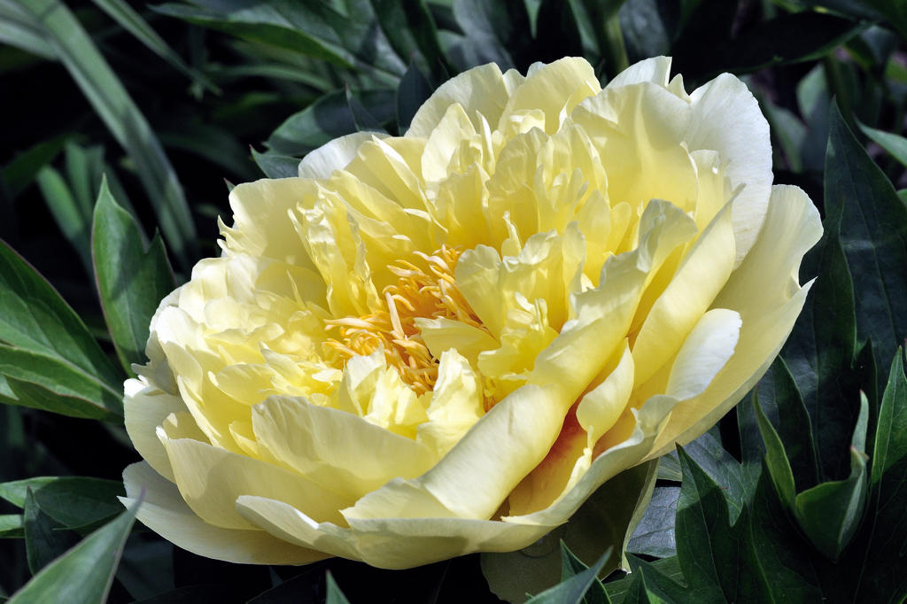 Les pivoines du Jardin Botanique