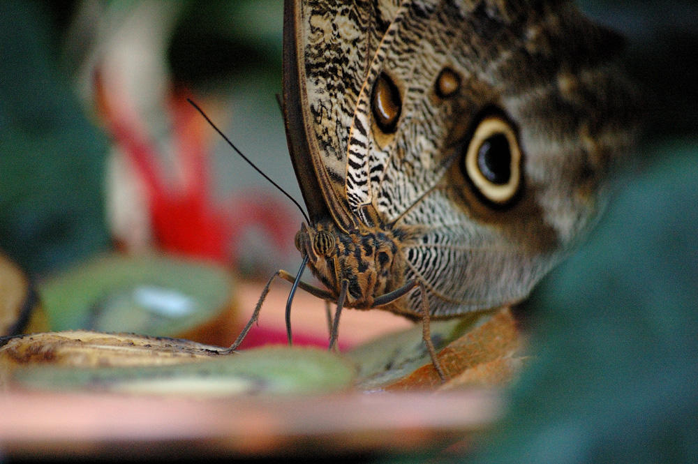 Papillon