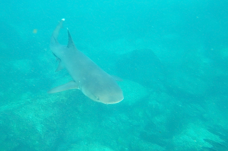 Whitetip Reef Shark (Triaenodon obesus)