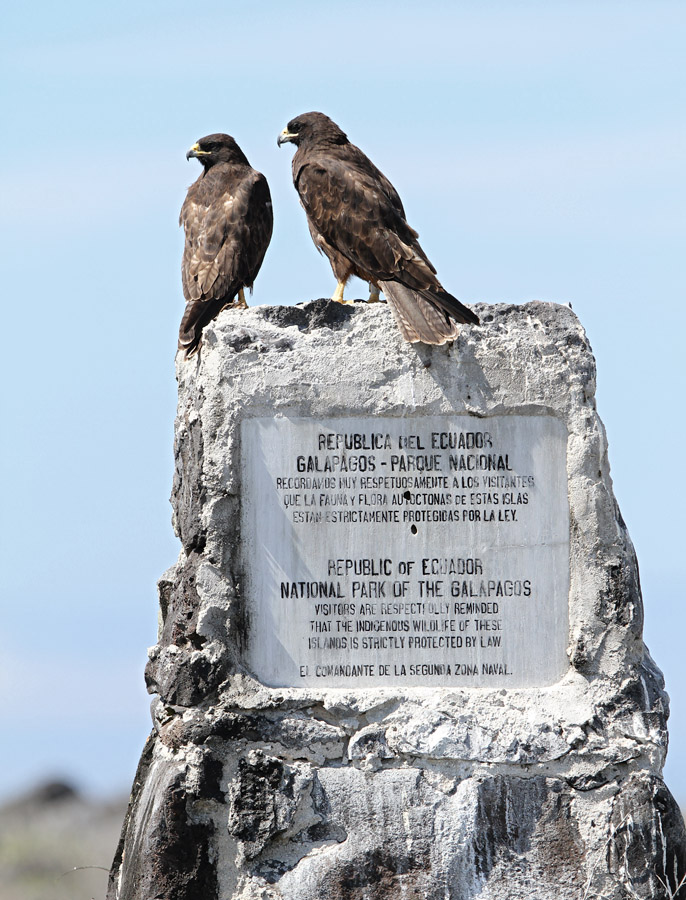 Galapagos Hawk (Buteo galapagoensis)