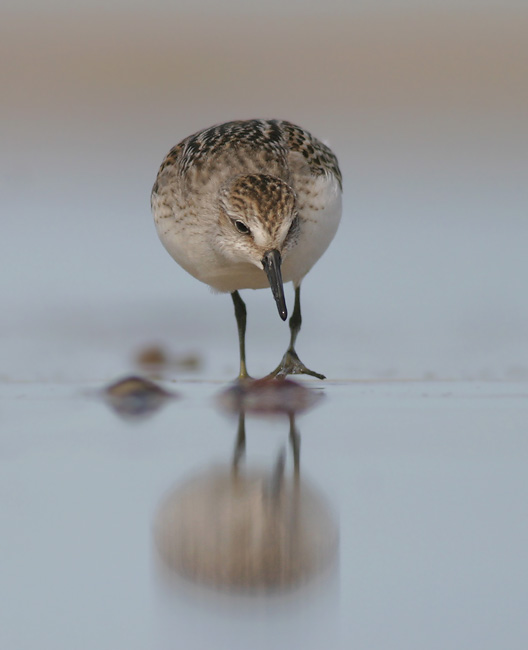 Semipalmated sandpiper