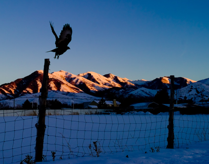 redtail hawk
