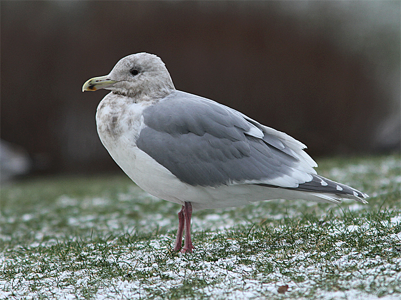 Glaucous-vinged Gull, Grvingad trut, Larus glaucescens