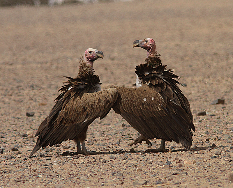 Lappet-faced Vulture, rongam, Torgos trachelioyus