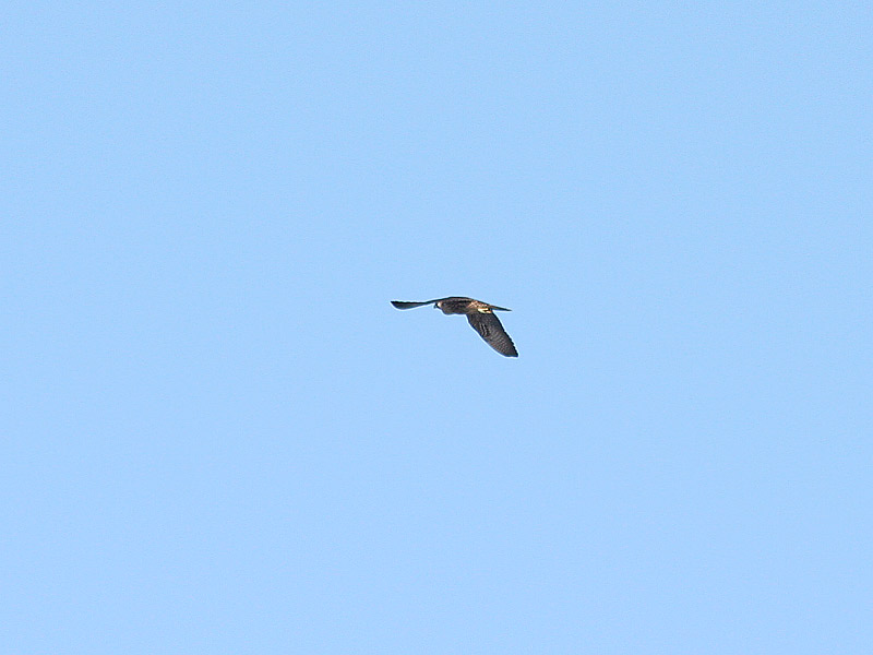 Peregrine Falcon, Pilgrimsfalk, Falco peregrinus