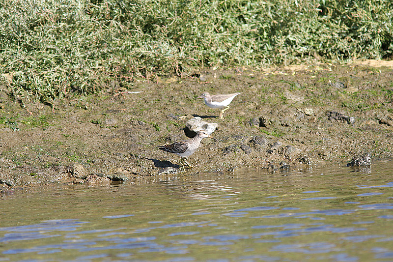 Pectoral Sandpiper, Tuvsnppa, Calidris melanotos