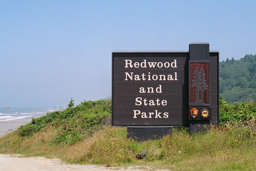 Redwood
