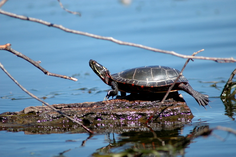 Tortue/ Turttle