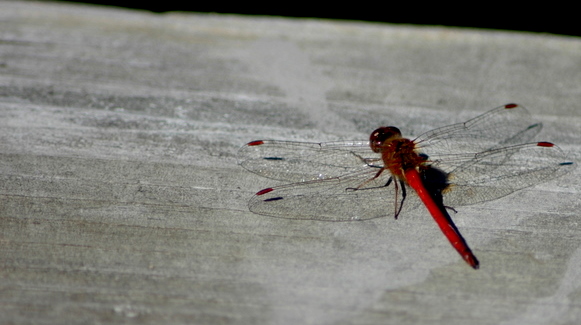 DSC_2420.JPG