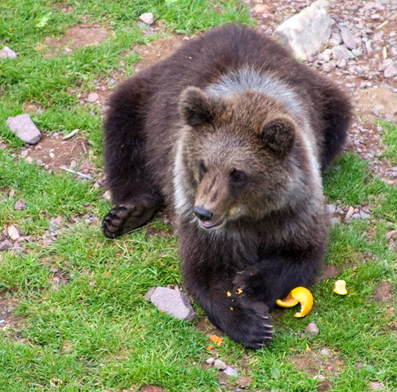 22-Aug ... Brown Bear Cub