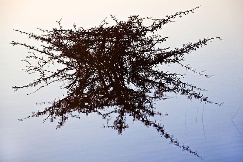 Burren Bush