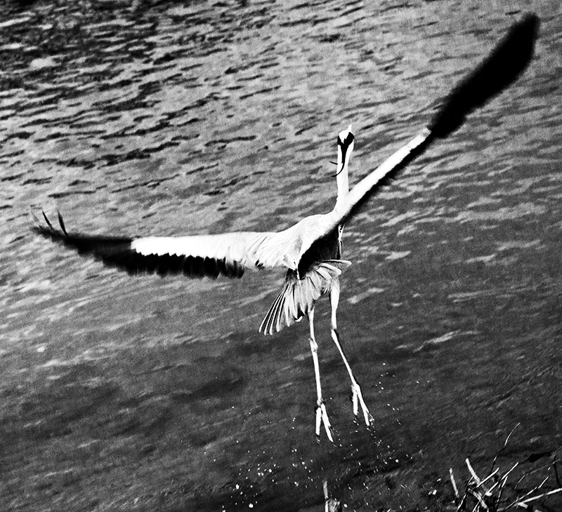 Departing Heron