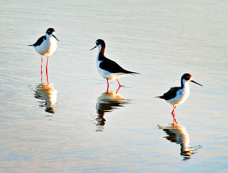 Black-necked Stilt