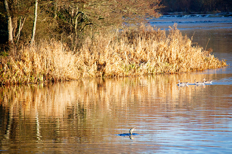 Winter Morning 3