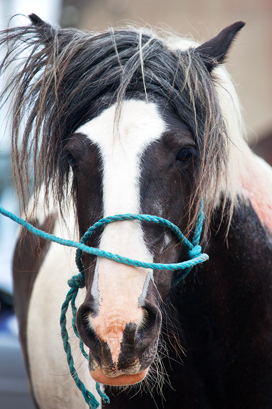 Piebald - Cahirmee Horse Fair