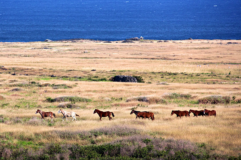 Wild Horses