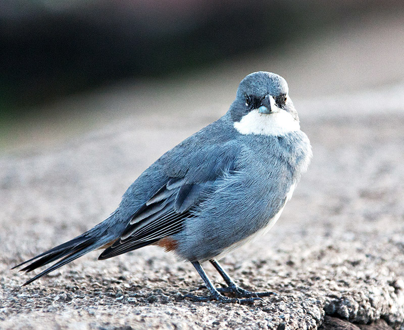 Diuca Finch (Diuca diuca)