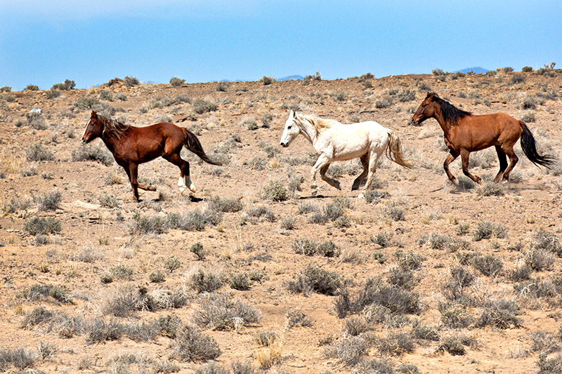Galloping through the Desert