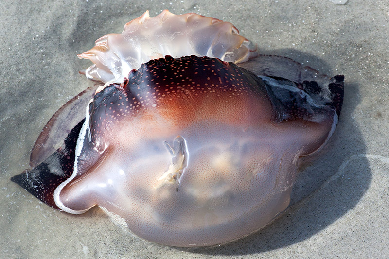 Washed-up Jellyfish