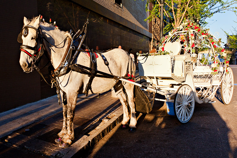 Cinderella's Carriage