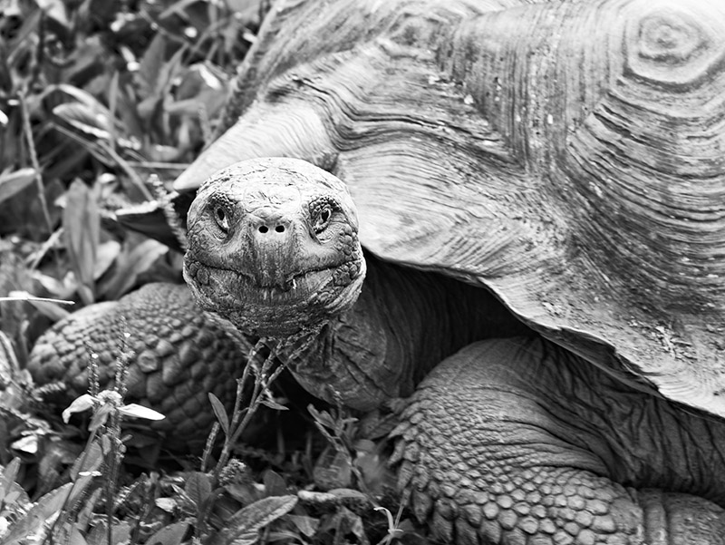 Galpagos Giant Tortoise