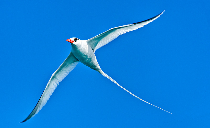 Red-billed Tropicbird