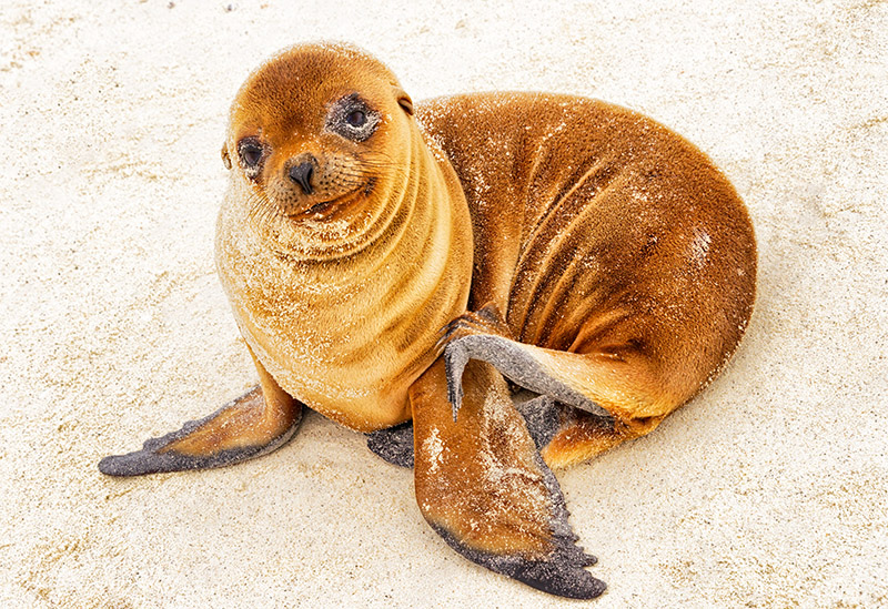 Galpagos Sea Lion Pup