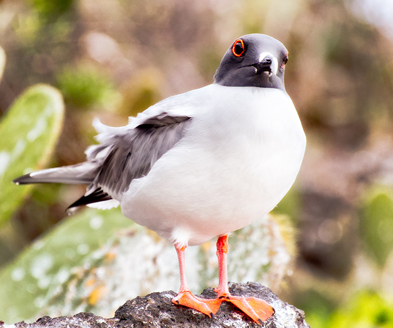 Swallow-tailed Gull (Creagrus furcatus)