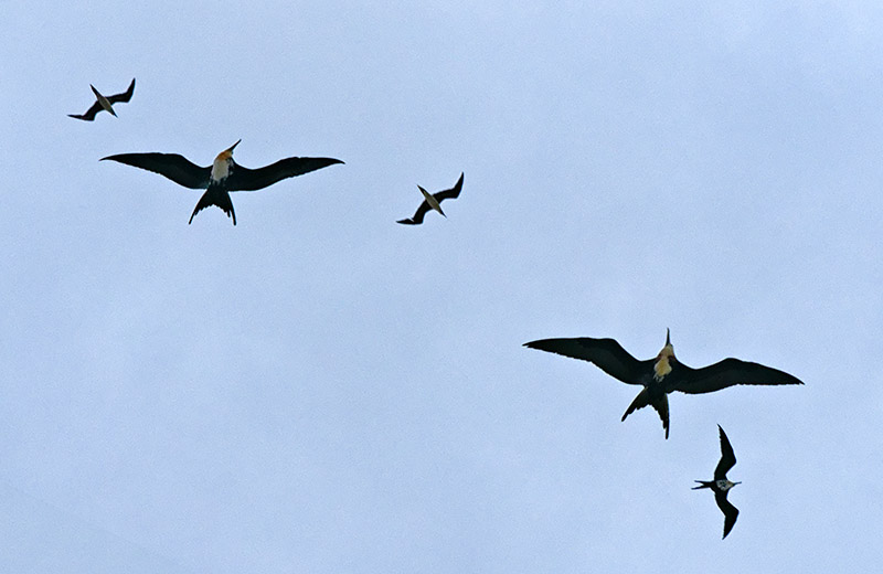 Magnificent Frigate Birds