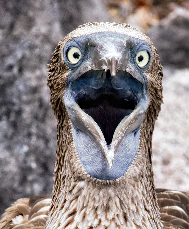 Blue Footed Booby