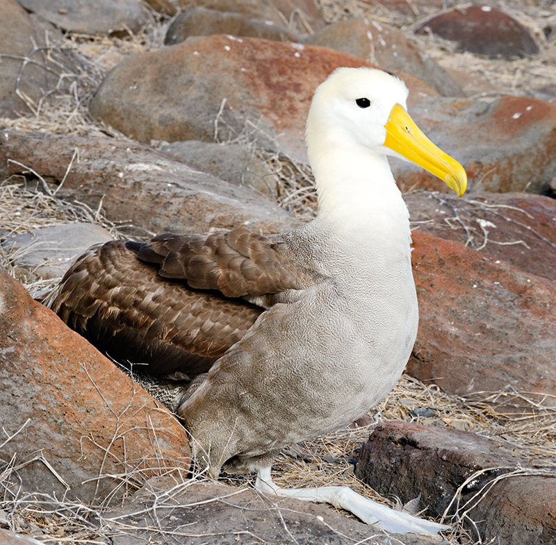 Waved Albatros