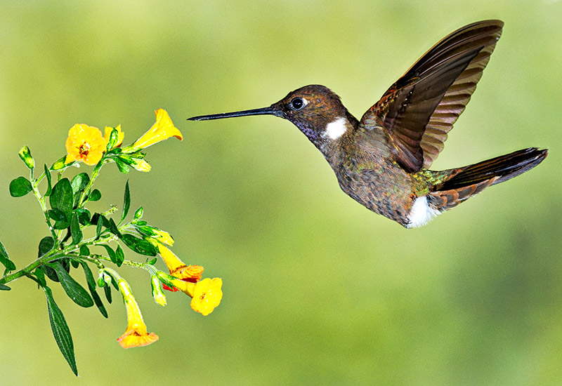 Brown Inca (Coeligena wilsoni) 