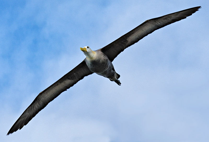 Waved Albatros 
