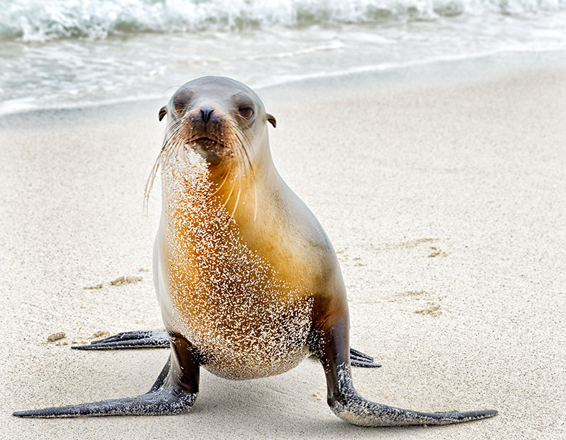 Galpagos Sea Lion