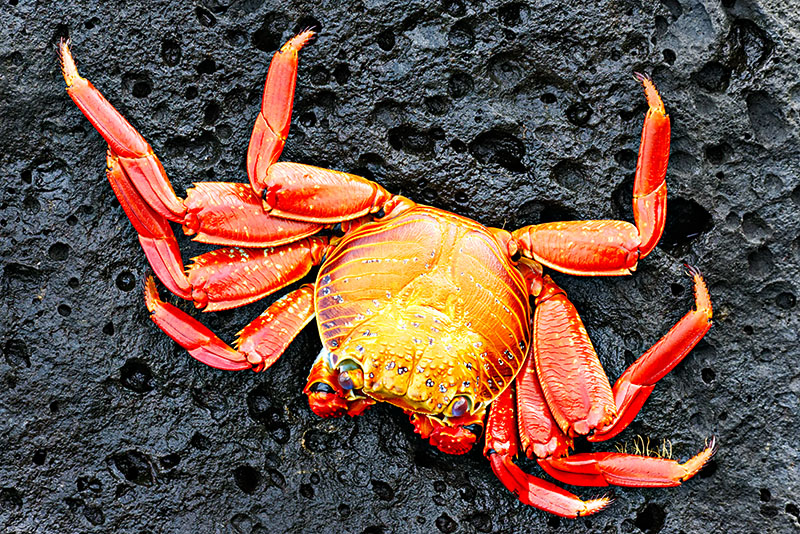 Sally Lightfoot Crab