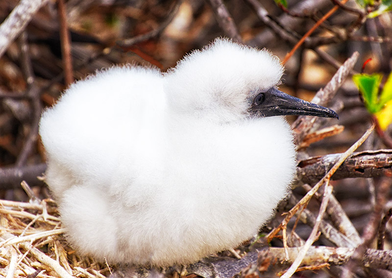 Nazca Booby Chick