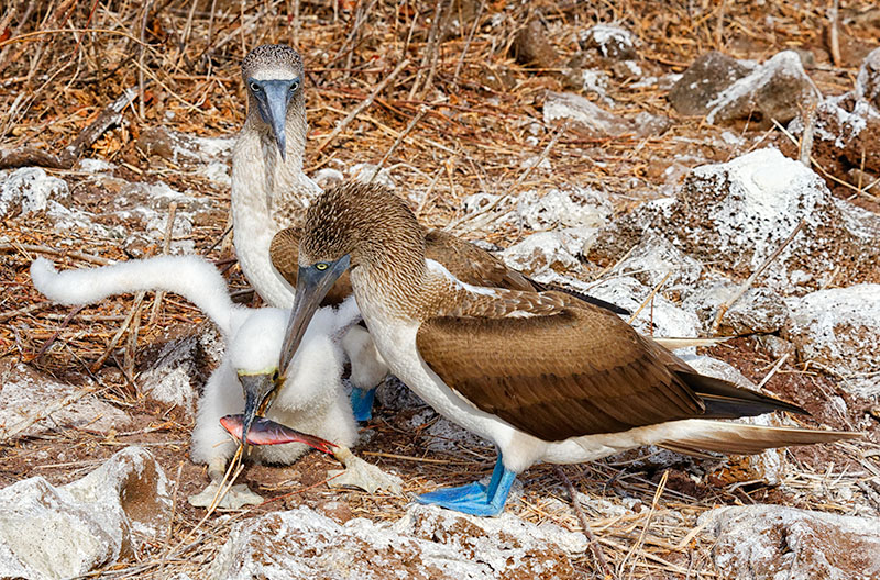 Blue Footed Booby Family + Fish