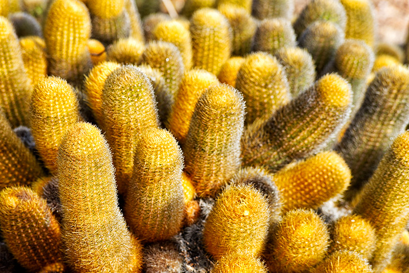 Lava Cactus (Brachycereus nesioticus)