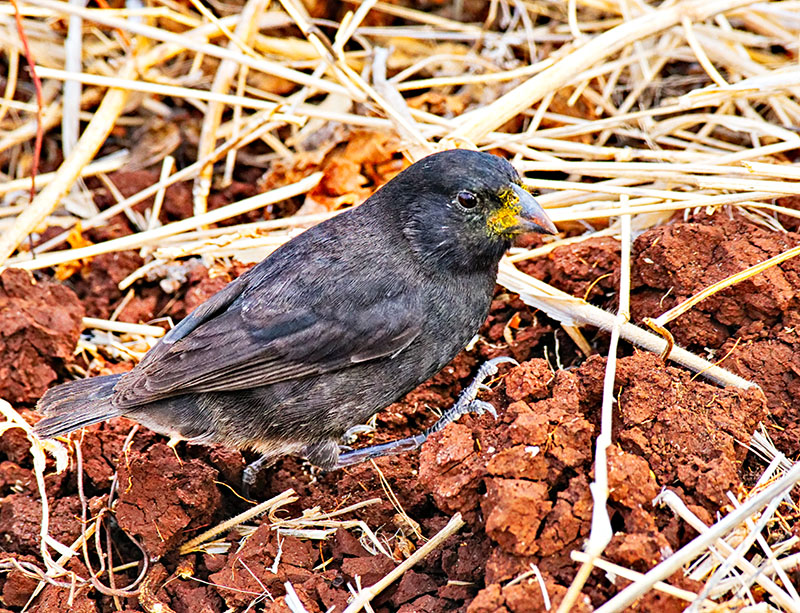 Small Ground Finch - Male  (Geospiza fuliginosa) 