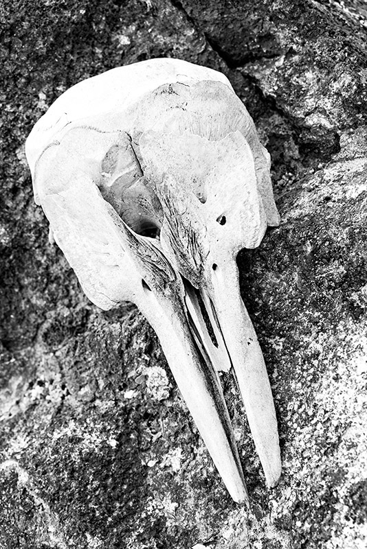 Dolphin Skull