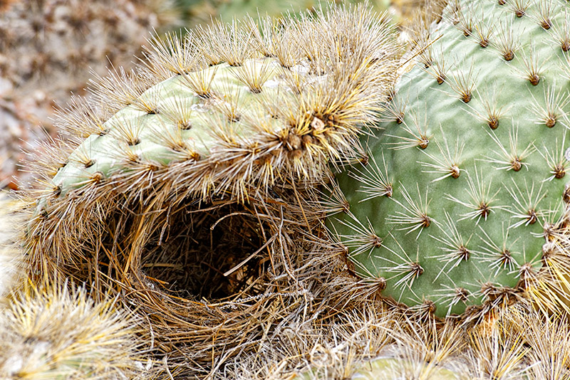 Cactus Finch Nest