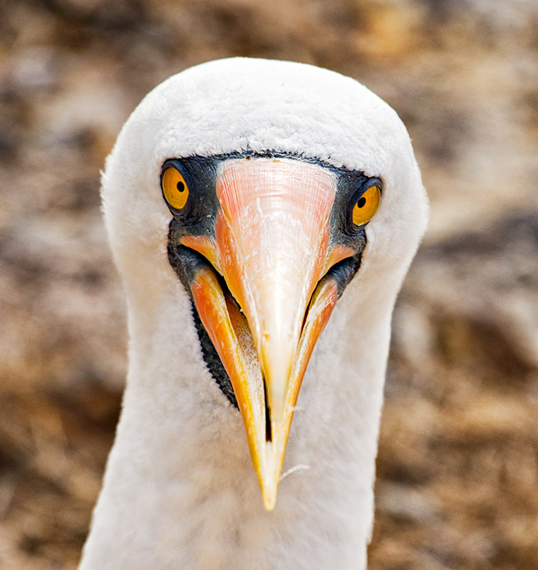 Nazca Booby