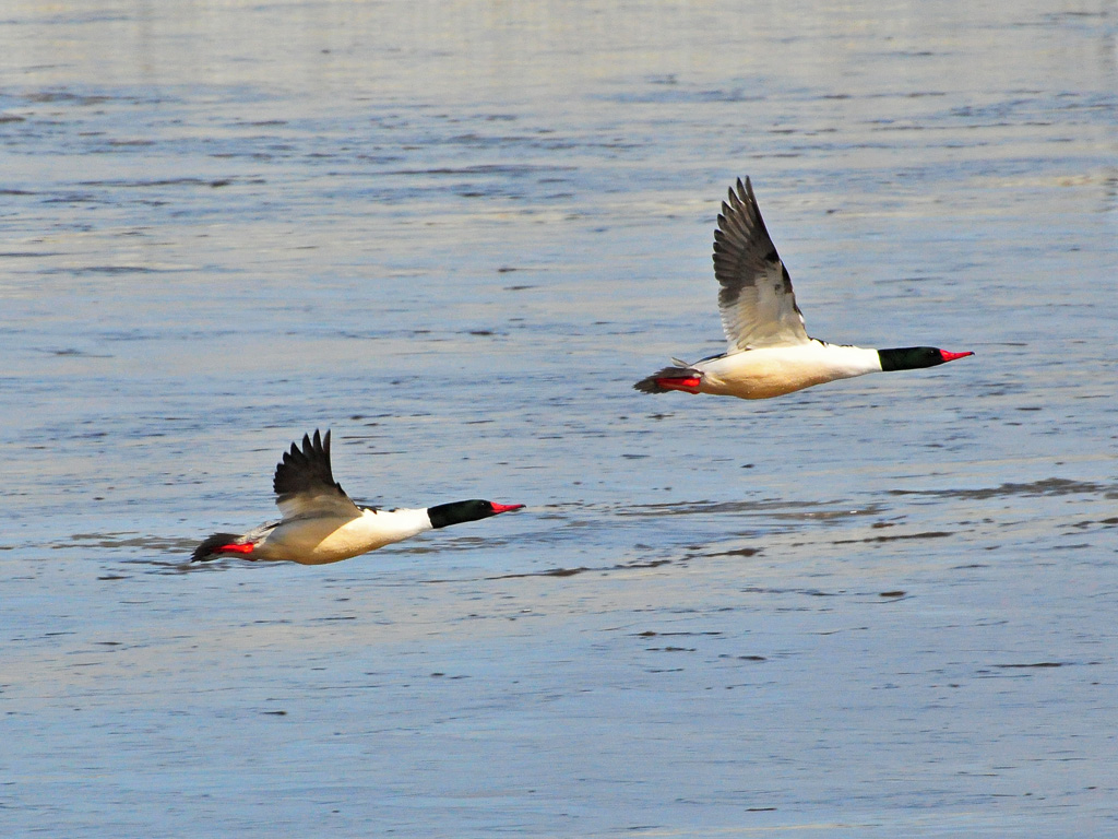 Common Mergansers1.jpg